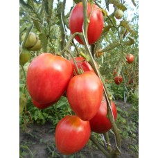 Томат Знаменитая клубника миссис Шлаубах (Mrs. Schlaubaugh’s Famous Strawberry)